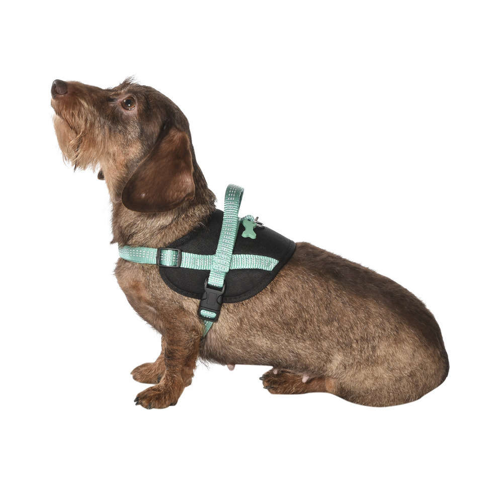 Harnais Easy de la collection Safe, couleur lagon et taille L