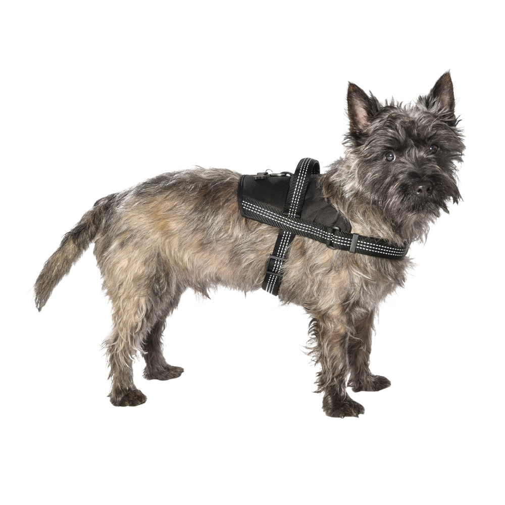 Harnais Easy de la collection Safe, couleur noir et taille M