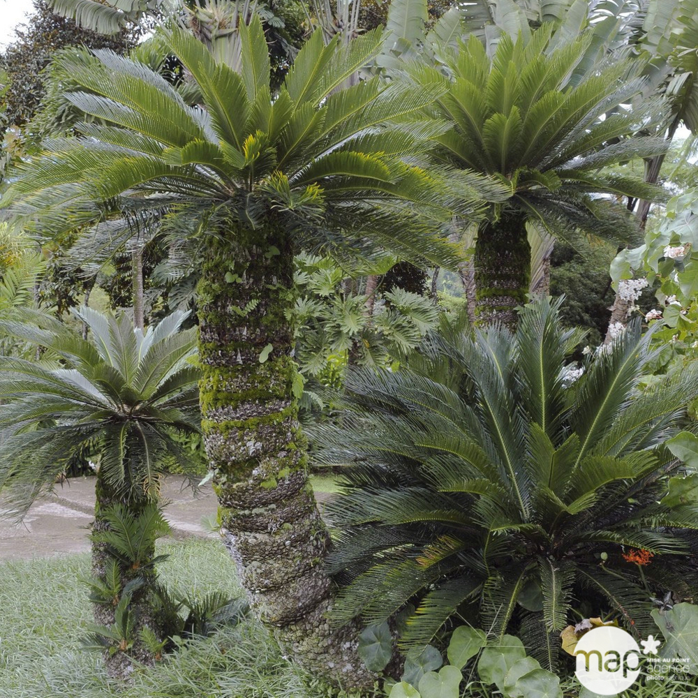 CYCAS REVOLUTA C 6L-(665807)