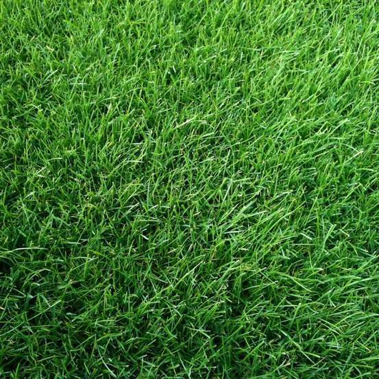 Gazon anglais : 50m², Rouleau prêt à poser 2mx0.40m | Truffaut
