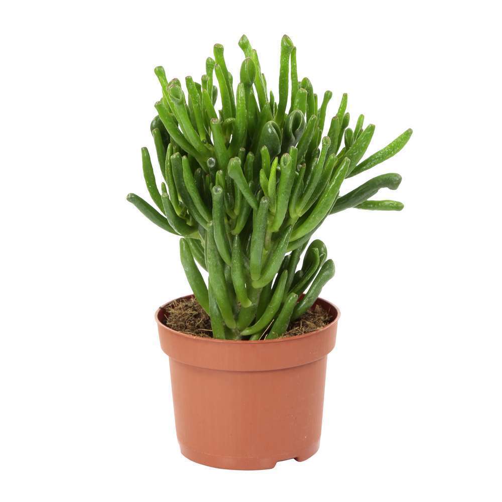 Plantes succulentes en pot D10,5cm
