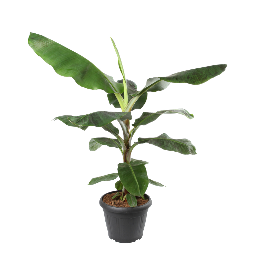Musa 'Dwarf Cavendish' : pot D.35cm