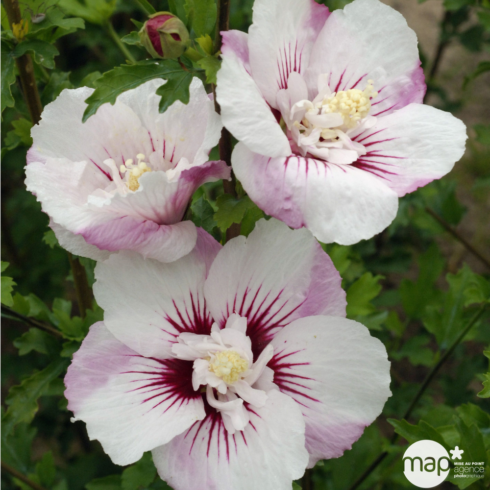 Hibiscus syriacus 'Pinky Spot' ® ': C4.5L
