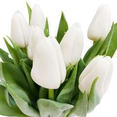 Botte de 7 tulipes, blanches | Truffaut