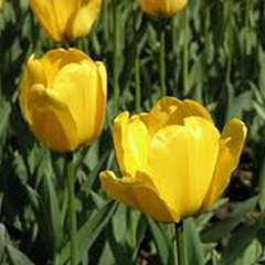 Botte de 7 tulipes, jaunes