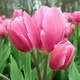 Botte de 7 tulipes, roses