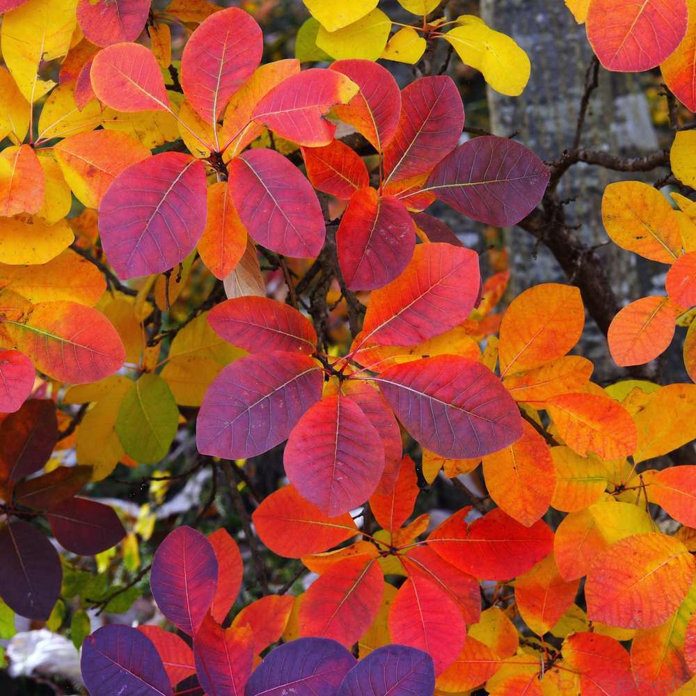 Cotinus 'Golden Lady':conteneur 4,5 litres