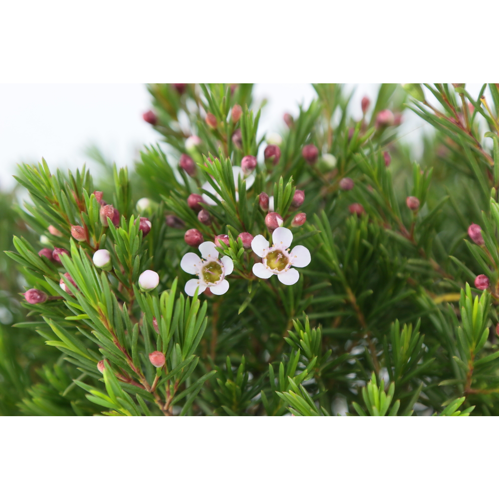 Waxflower Touffe Pot D 17cm