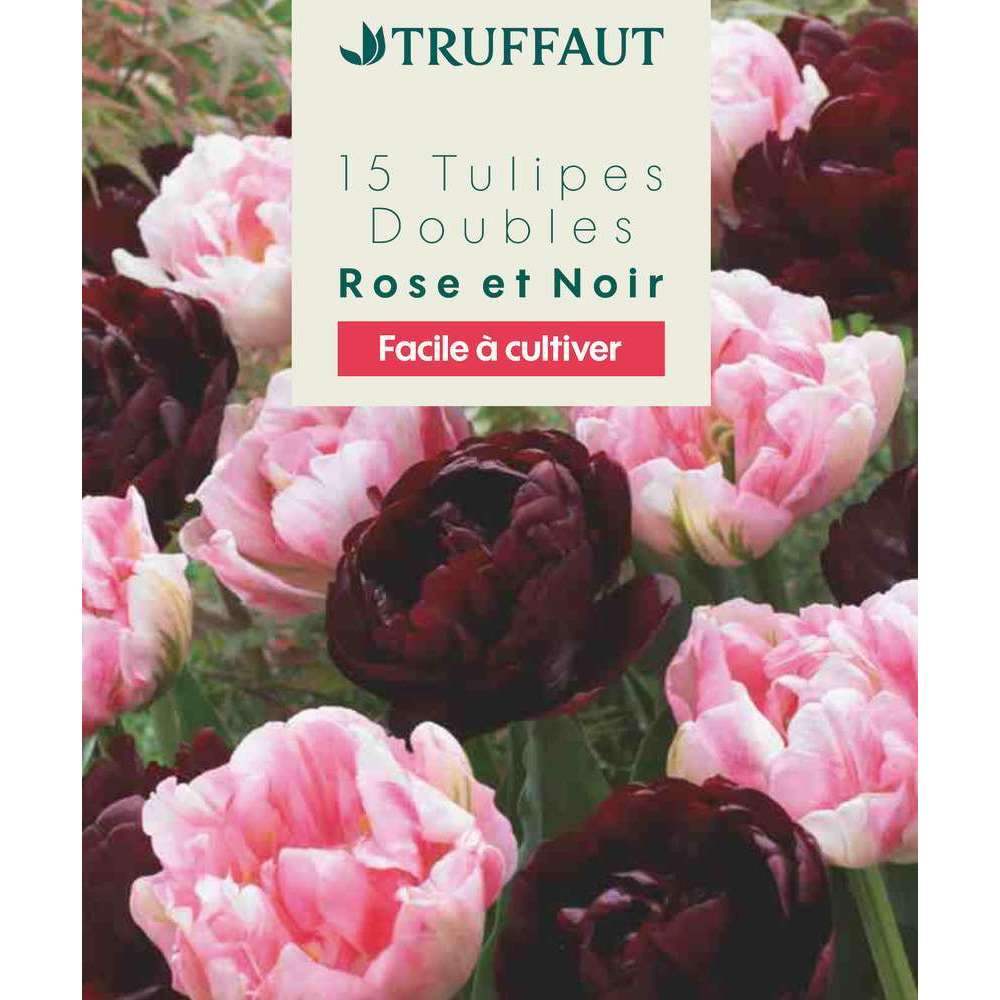 Bulbes de tulipes double rose - x15