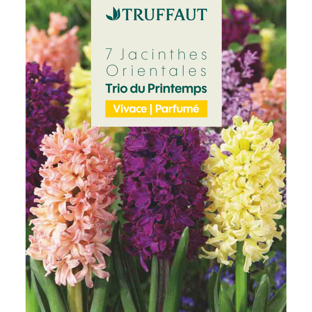 Bulbes de jacinthes 'Blend' - x7