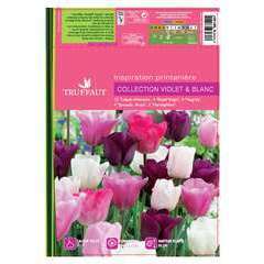 Bulbes de tulipes blanc, rose, violette - x15