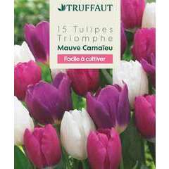 Bulbes de tulipes blanc, rose, violette - x15 Truffaut | Truffaut