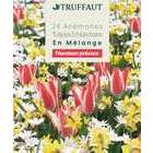 Bulbes de tulipes, narcisses et anémones - x24