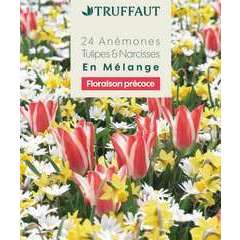 Bulbes de tulipes, narcisses et anémones - x24