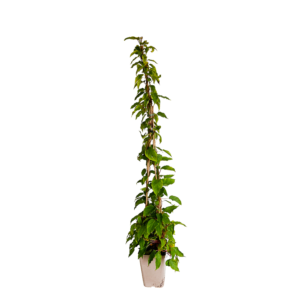 Kiwaï bicolore- Pot 6L