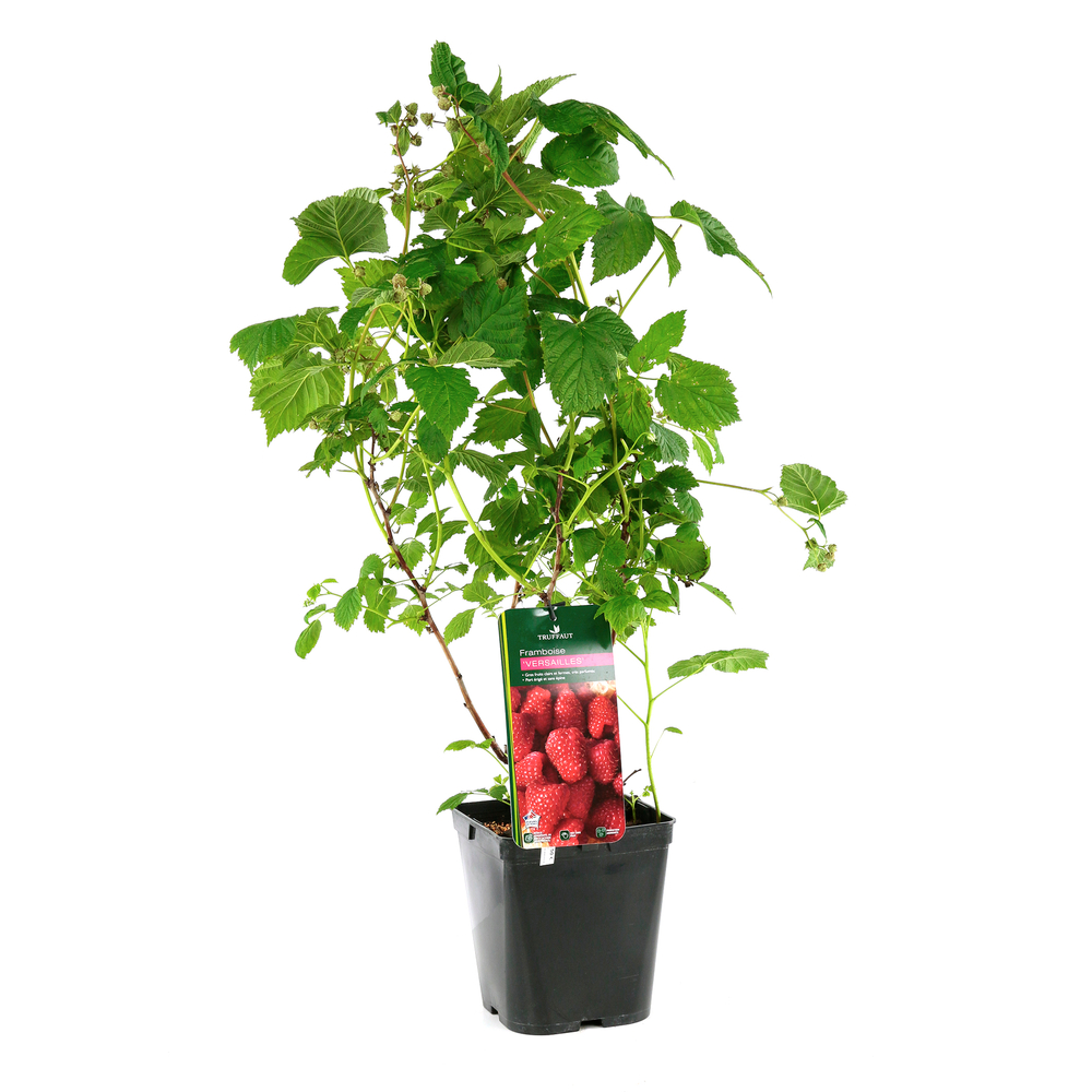 Framboisier 'Versailles' : pot de 5 litres