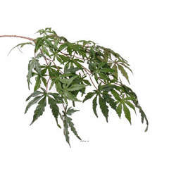 Branche Acer Erable artificielle 70 cm 36 feuilles Vert FEU RETARDANT