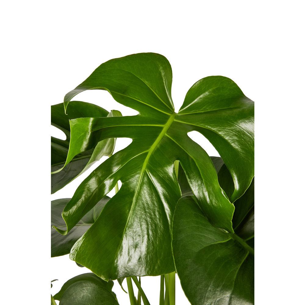 Philodendron Monstera deliciosa : D21,h70cm