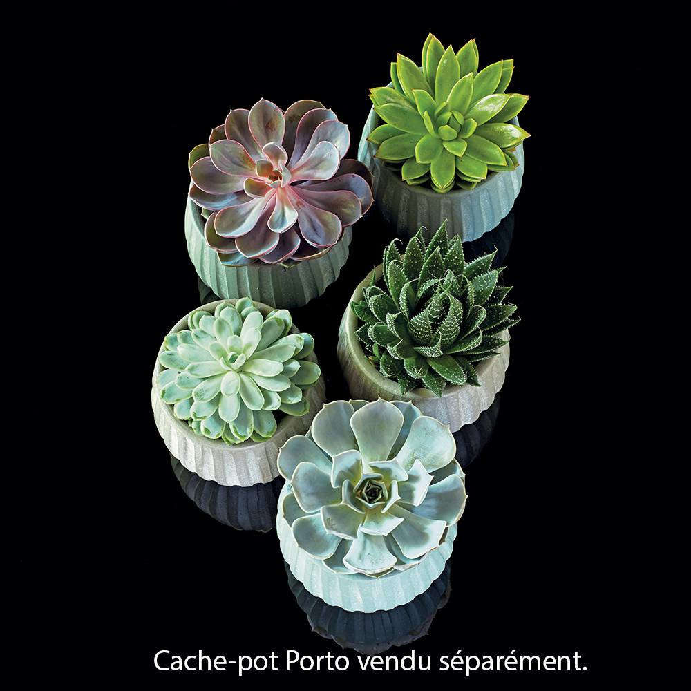 Succulentes naturelles de collection 12 variétés différentes 6 cm diamètre  pot