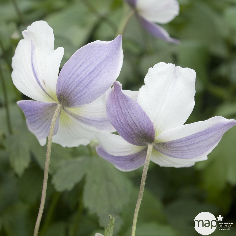 Anemone x hybrida 'Wild Swan'':conteneur 2 litres