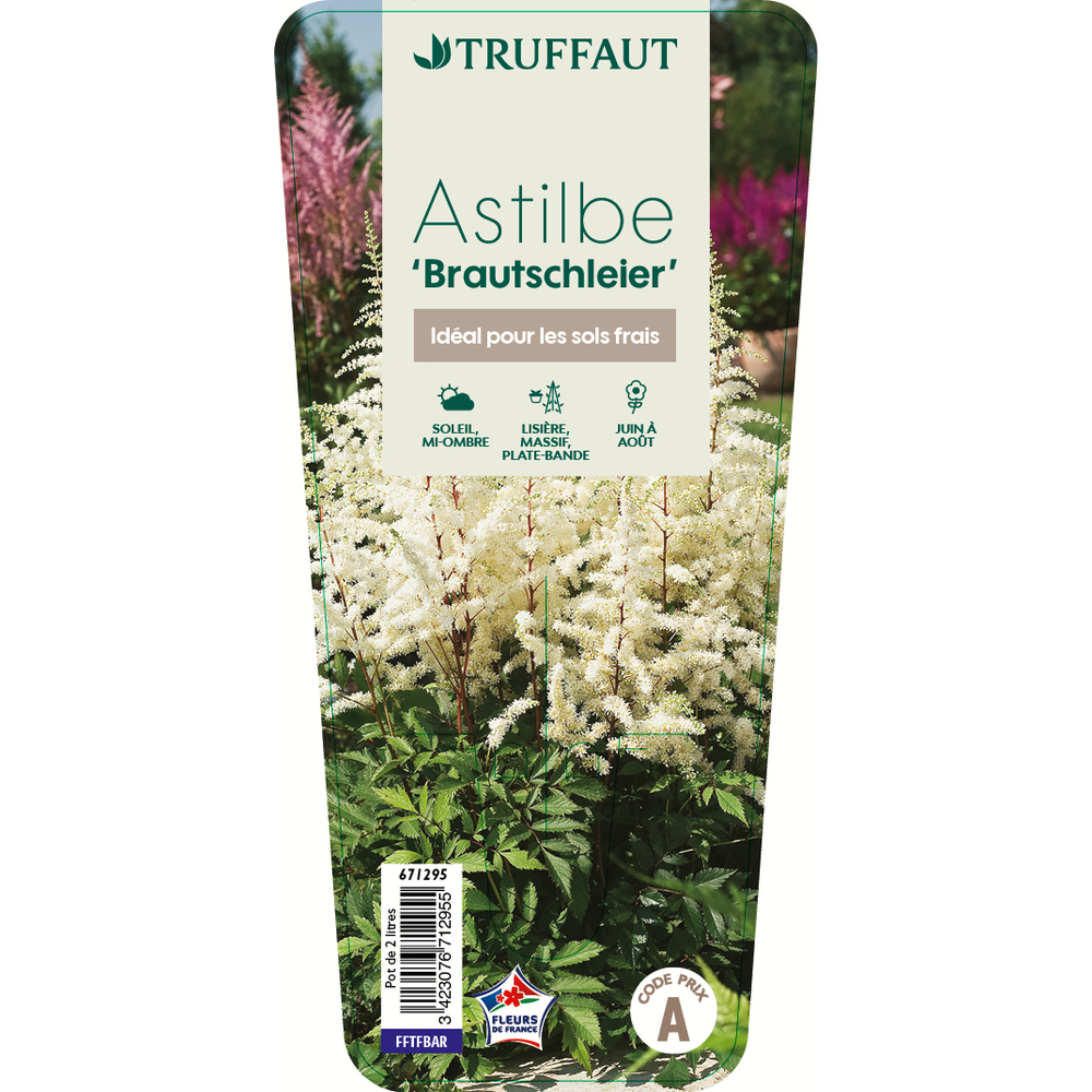 Astilbe x 'Brautschleier':conteneur 2 litres