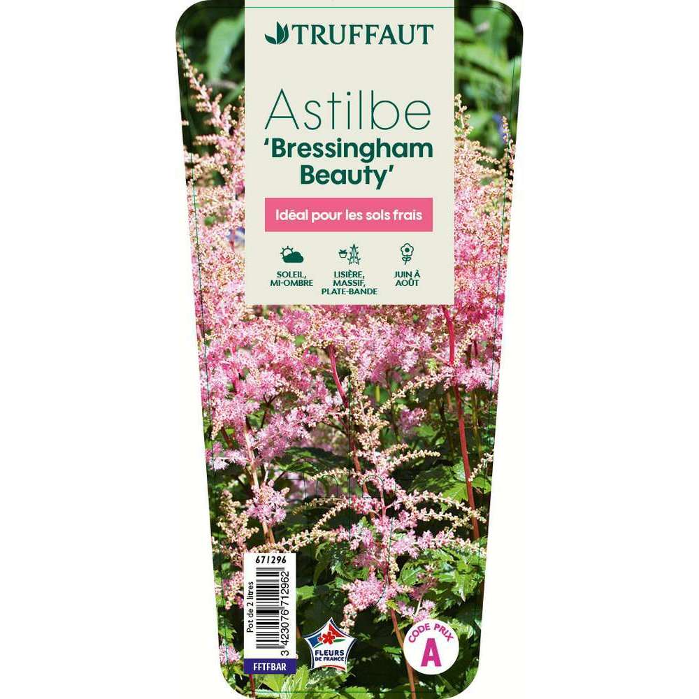 Astilbe x 'Bressingham Beauty':conteneur 2 litres
