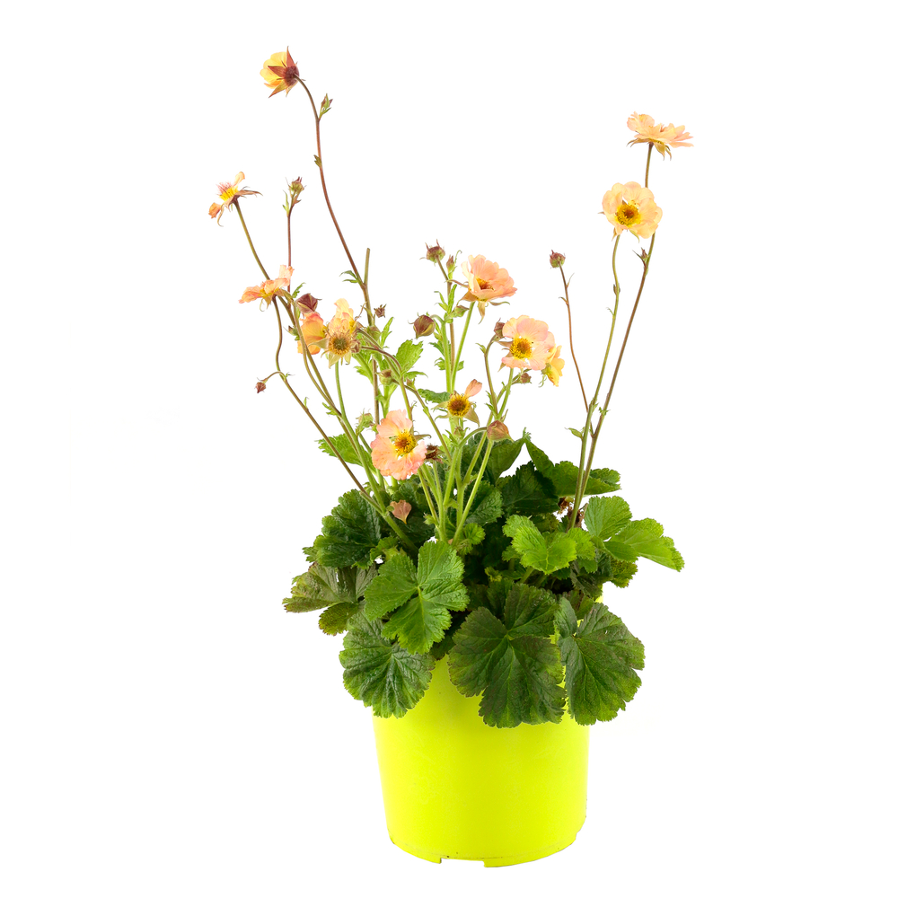 Benoite cocktail 'Mai Tai'® :conteneur 2 litres