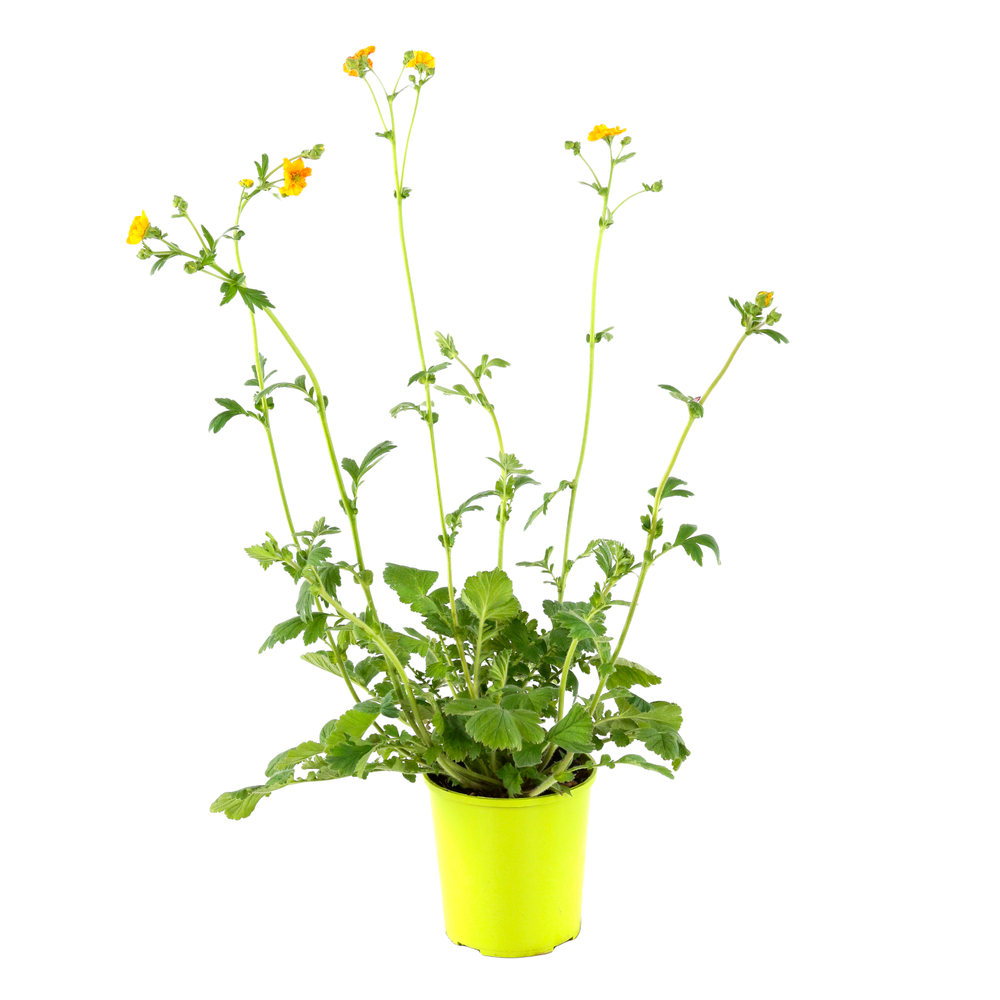 Benoite 'Lady Stratheden' : conteneur 2 litres