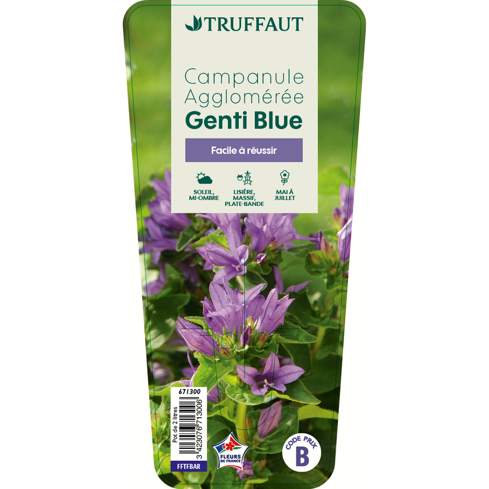 Campanule glomerata 'Genti Blue':conteneur 2 litres