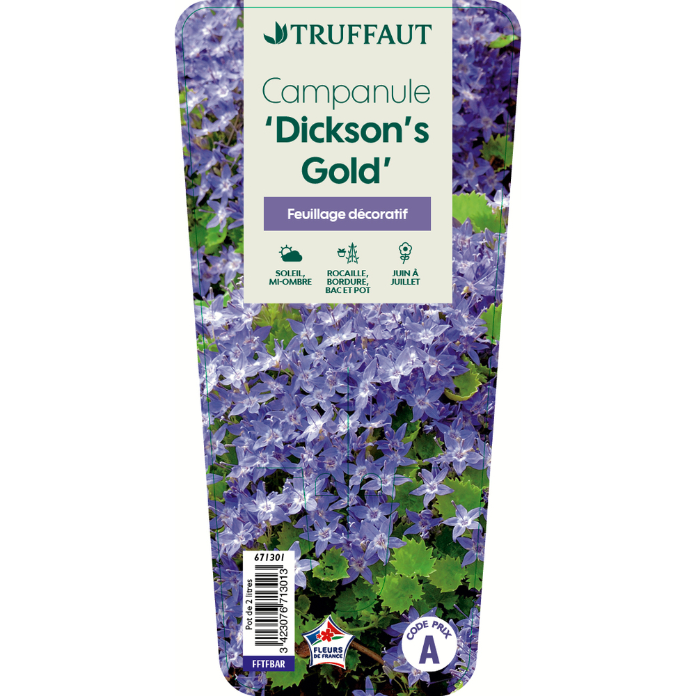 Campanule garganica 'Dickson's Gold':conteneur 2 litres