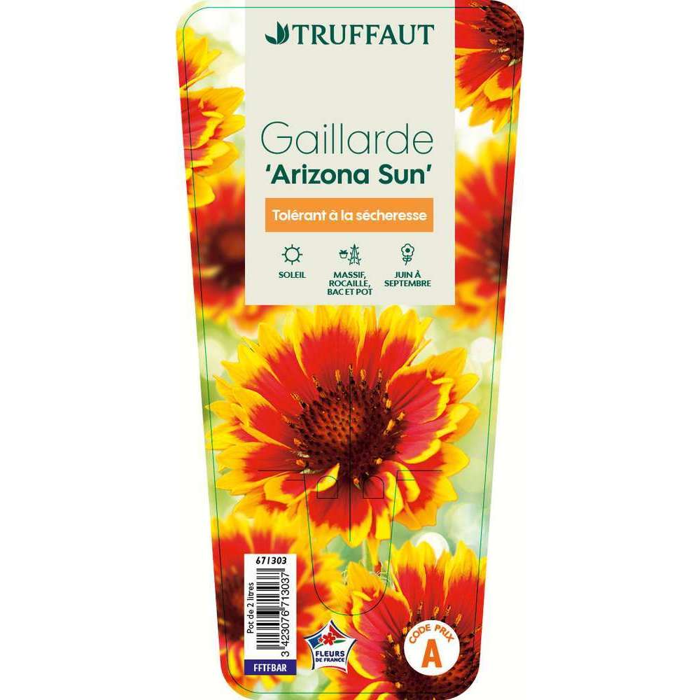 Gaillarde 'Arizona Sun': C2L