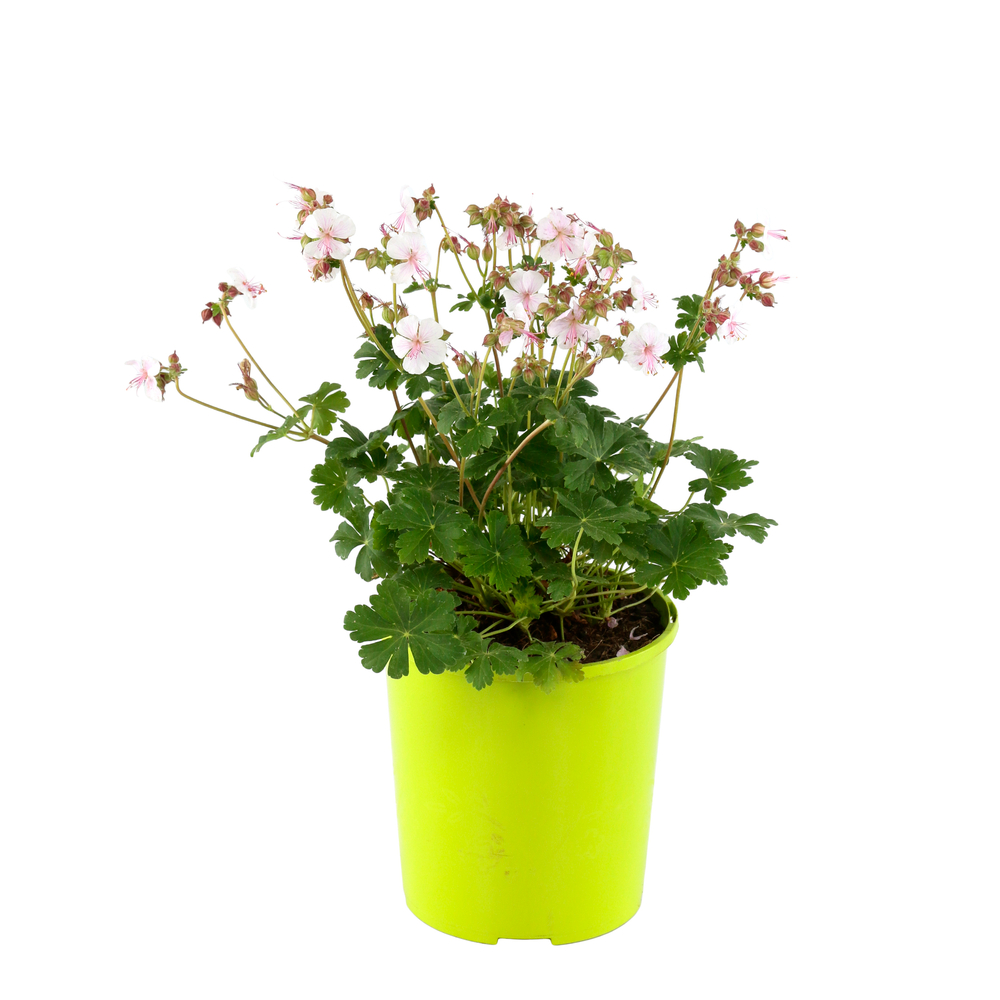 Geranium 'Biokovo':conteneur 2 litres