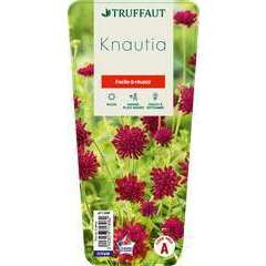 Knautia:conteneur 2 litres