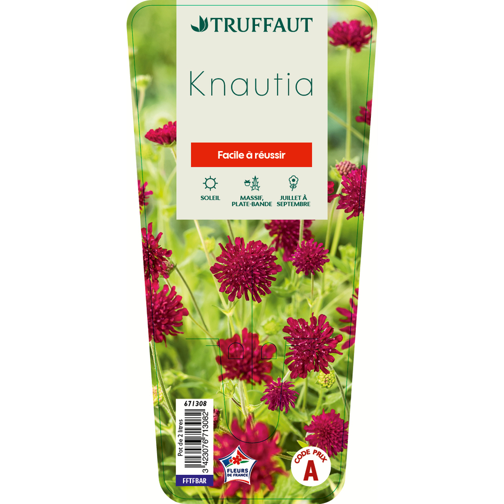 Knautia:conteneur 2 litres