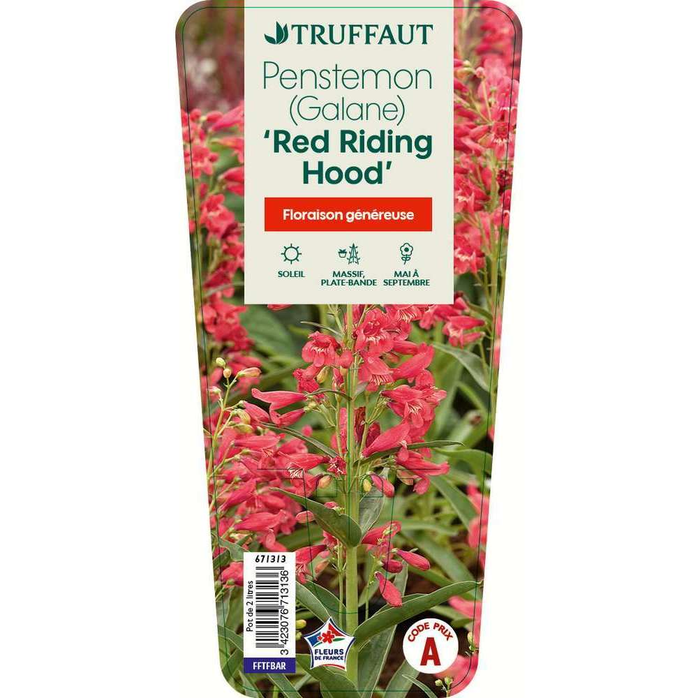 Penstemon 'Red Riding Hood' :conteneur 2 litres.