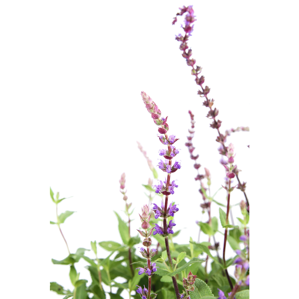 Salvia des bois 'Caradonna':conteneur 2 litres