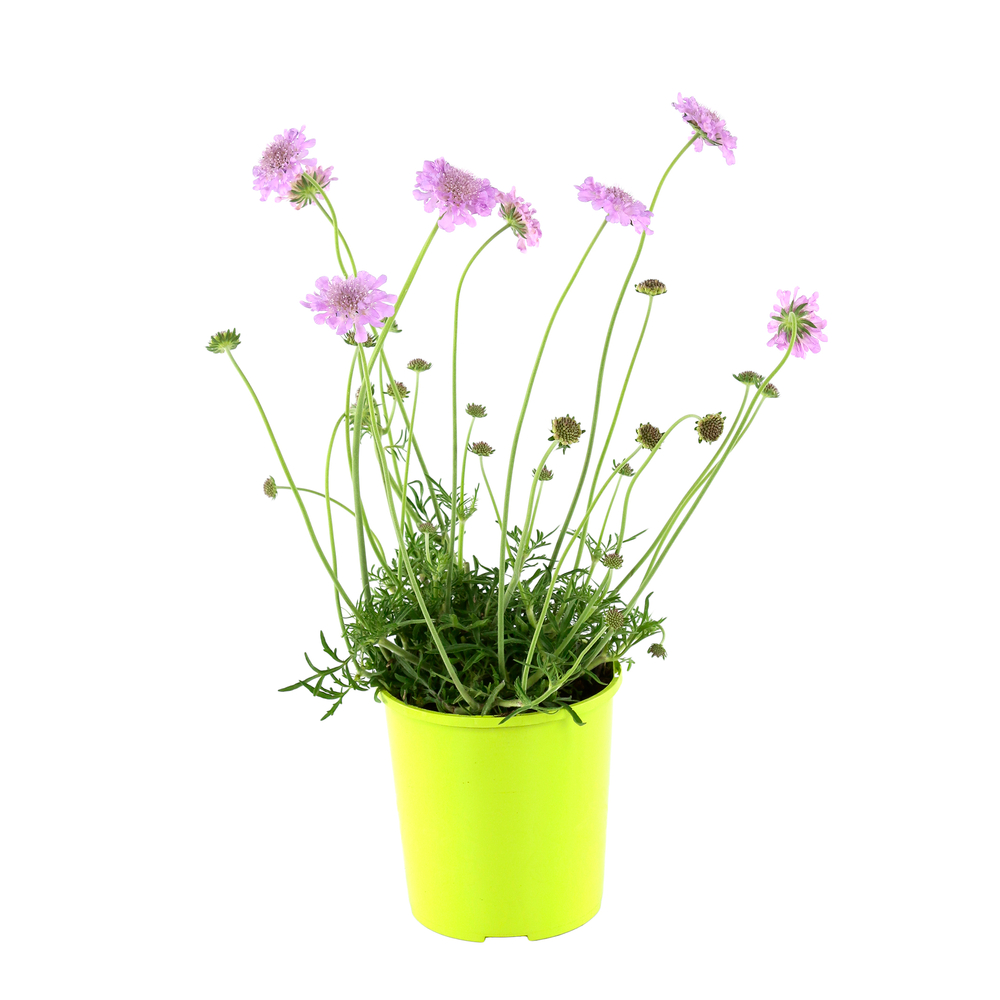 Scabieuse 'Pink Mist':conteneur 2 litres