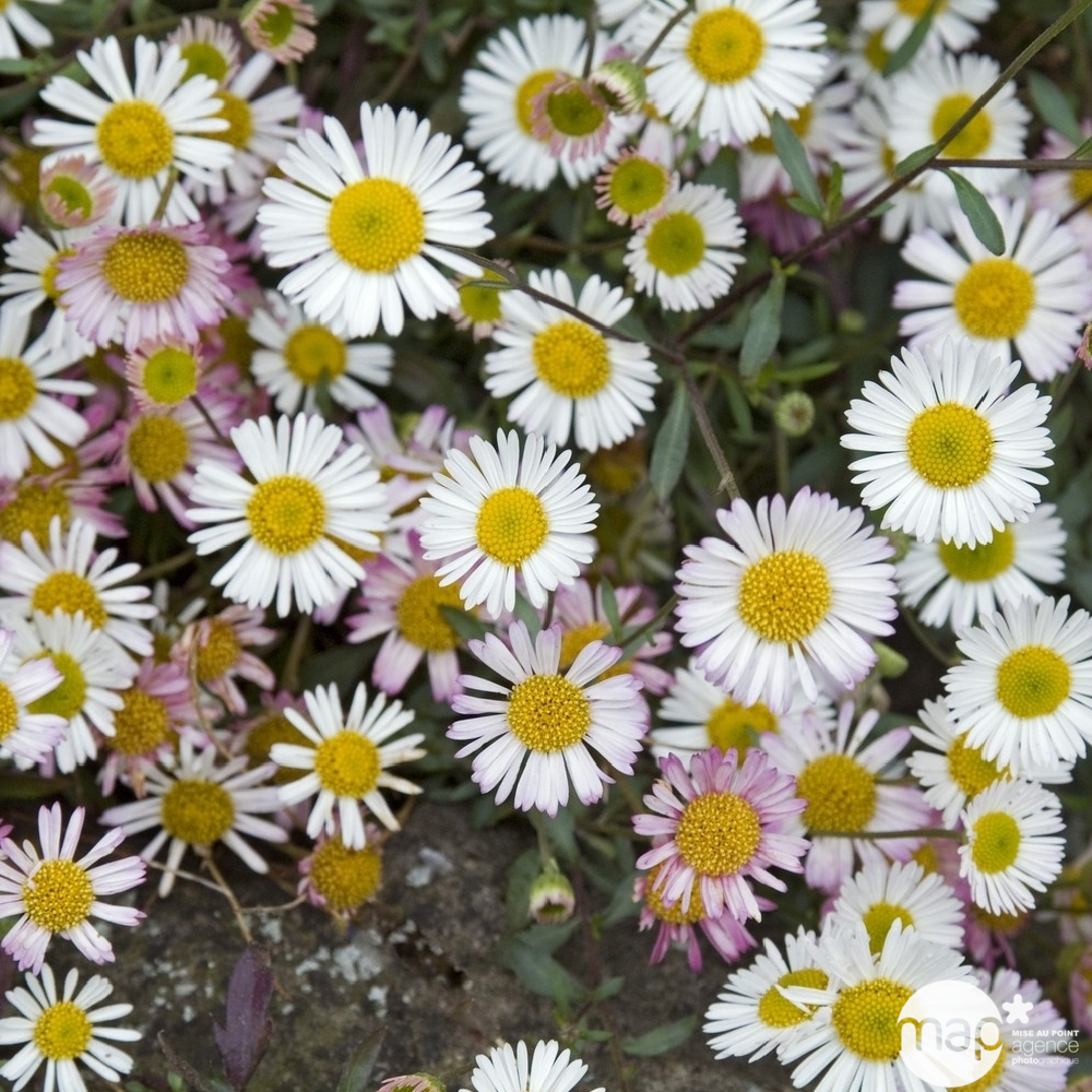 Vergerette de Karvinski:conteneur 2 litres