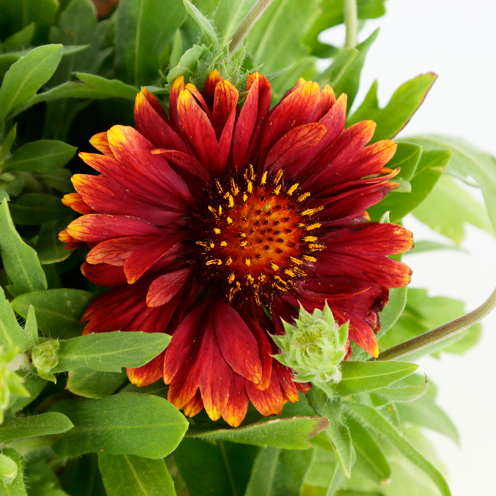 Gaillarde 'Arizona Red Shades':conteneur 2 litres.