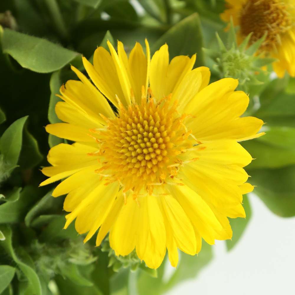 Gaillarde 'Mesa Yellow':conteneur 2 litres.