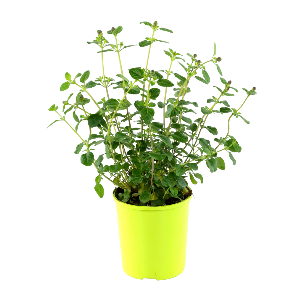 Salvia Suncrest 'Lemon Light':pot 2L