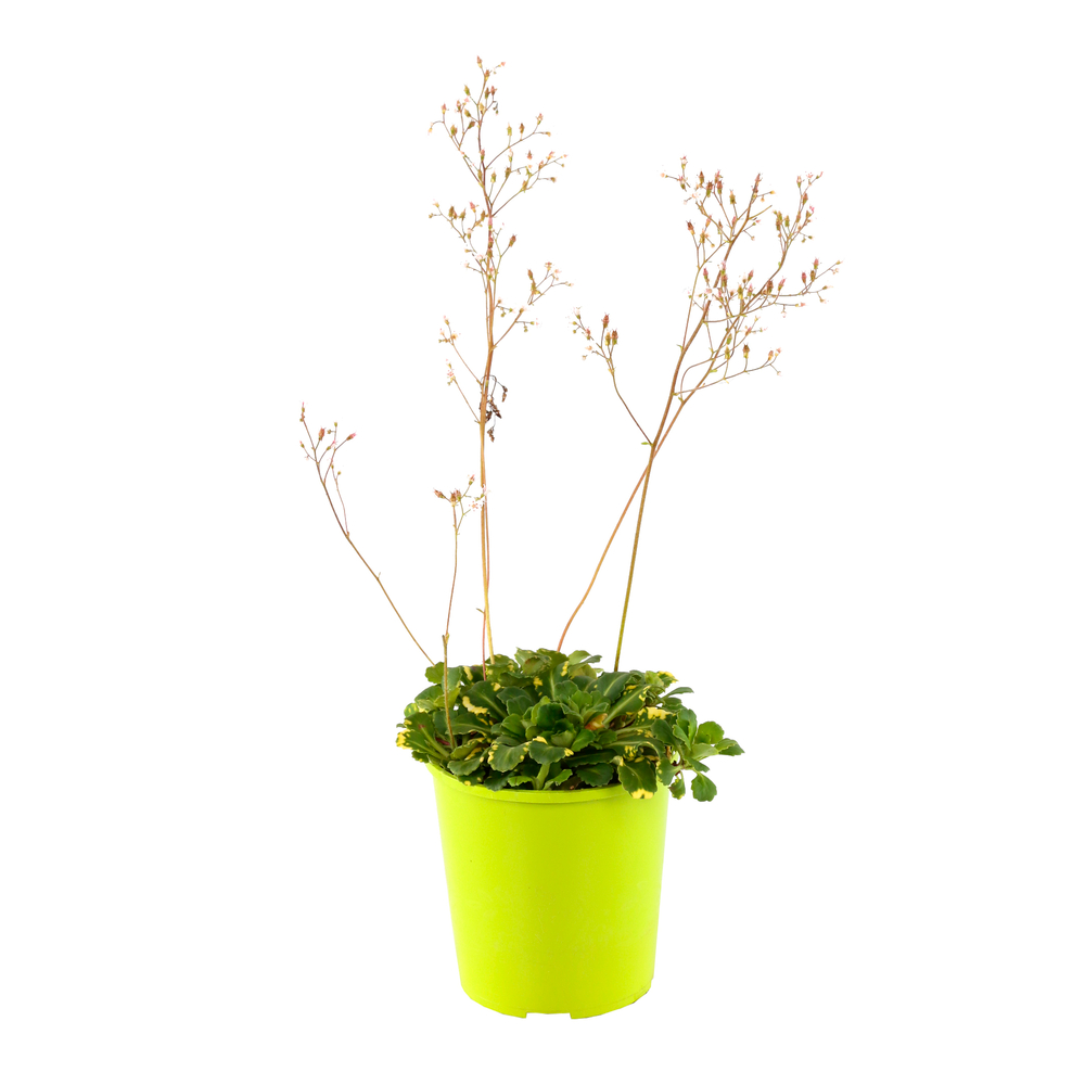 Saxifrage 'Aureopunctata':conteneur 2 litres