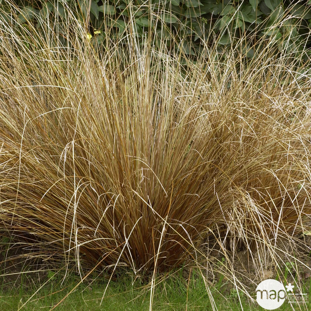 Carex buchananii:conteneur 2 litres