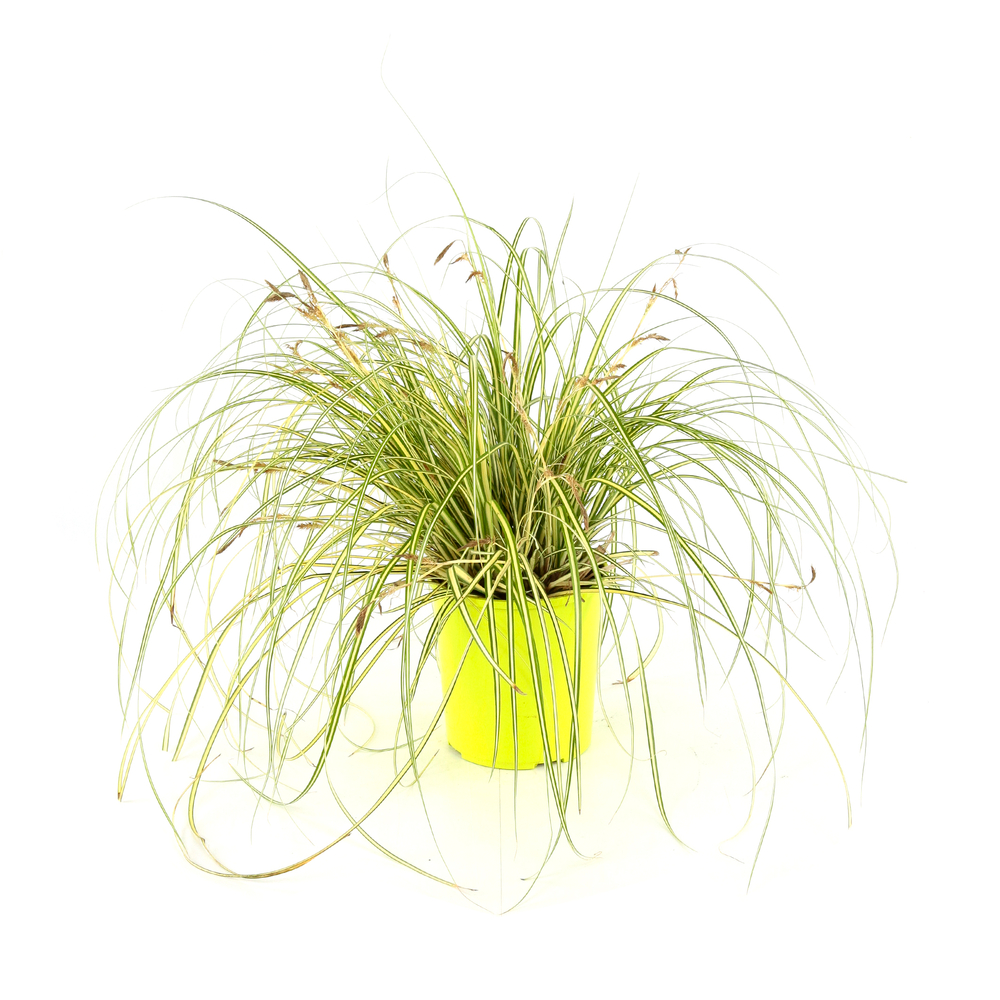 Carex oshimensis 'Evergold':conteneur 2 litres