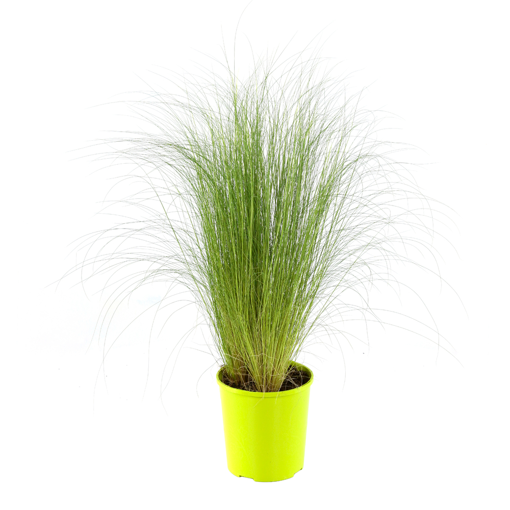 Cheveux d'Ange:conteneur 2 litres Truffaut | Truffaut