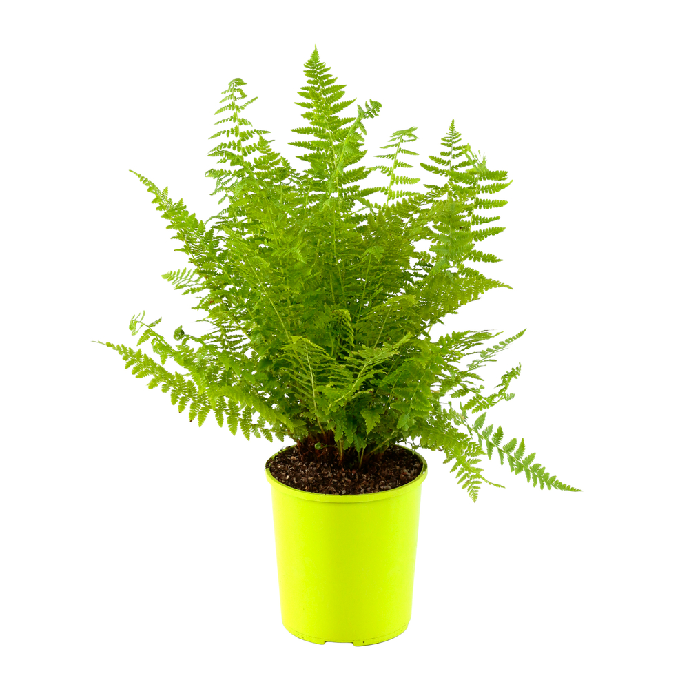 Athyrium filix-femina:conteneur 2 litres