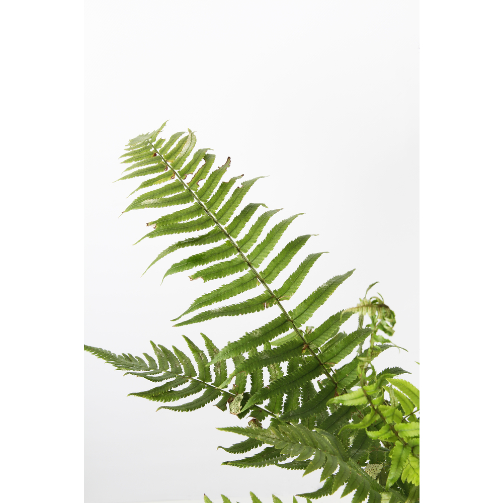Dryopteris cycadina:conteneur 2 litres
