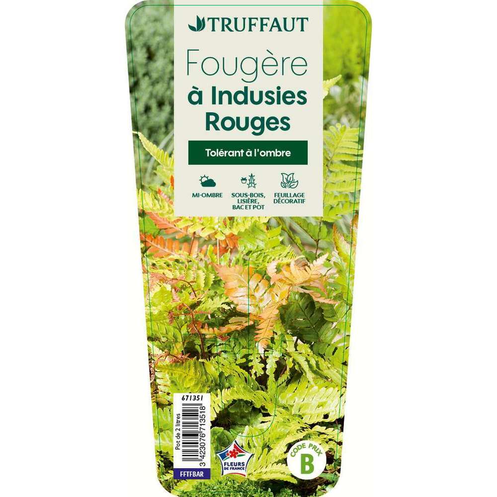 Dryopteris erythrosora:conteneur 2 litres