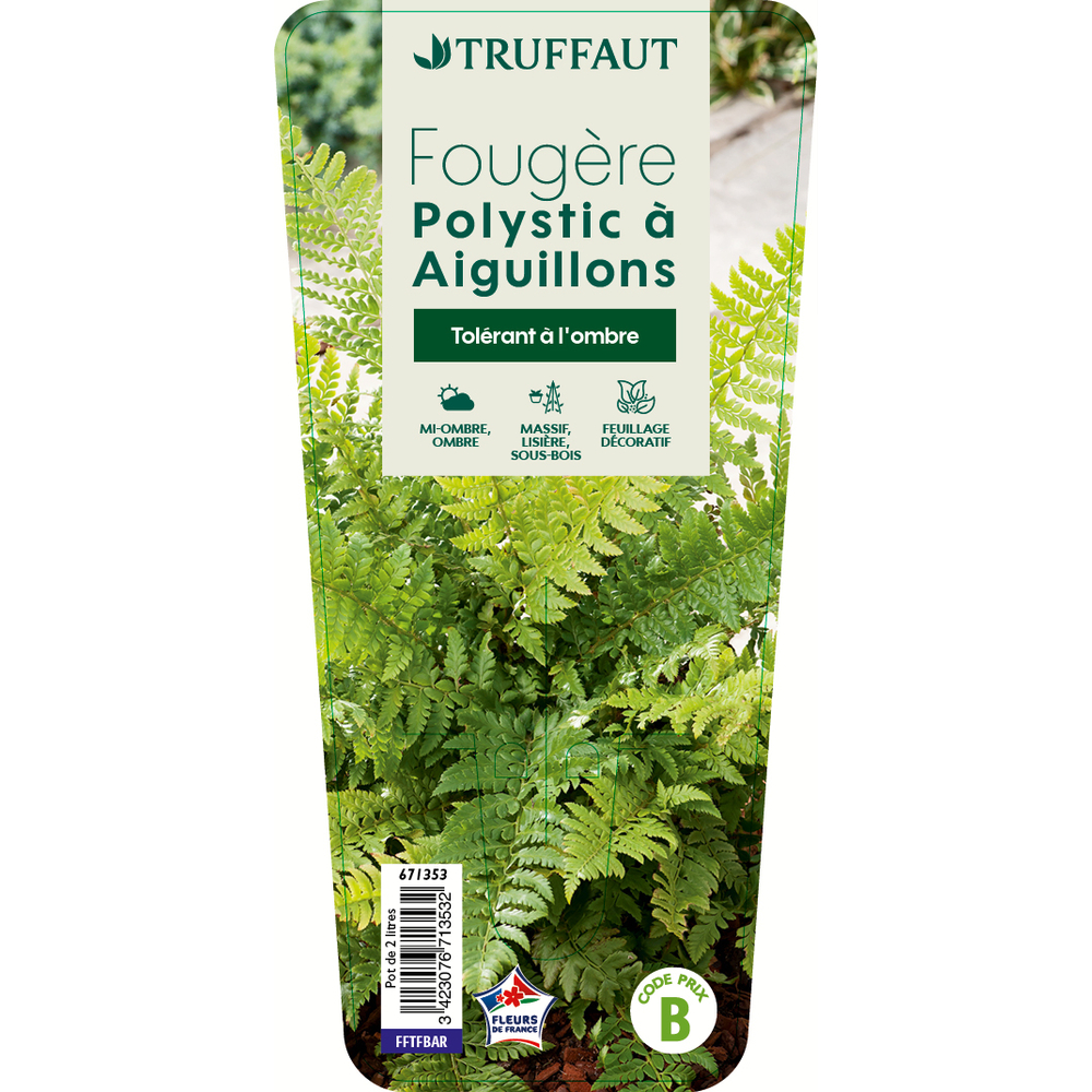 Polystichum acuelatum:conteneur 2 litres