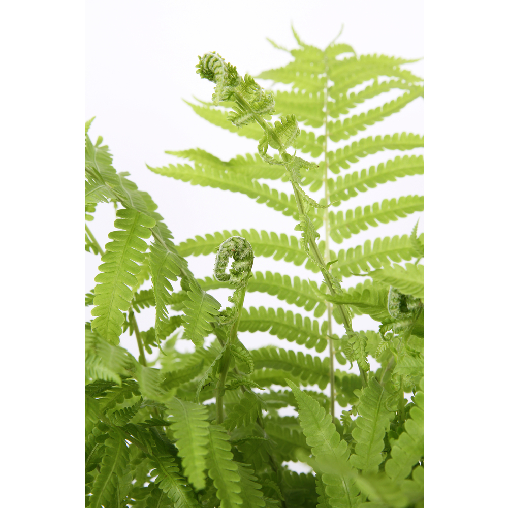 Polystichum polybleharum:conteneur 2 litres